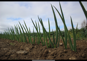 Transplanting: Negi